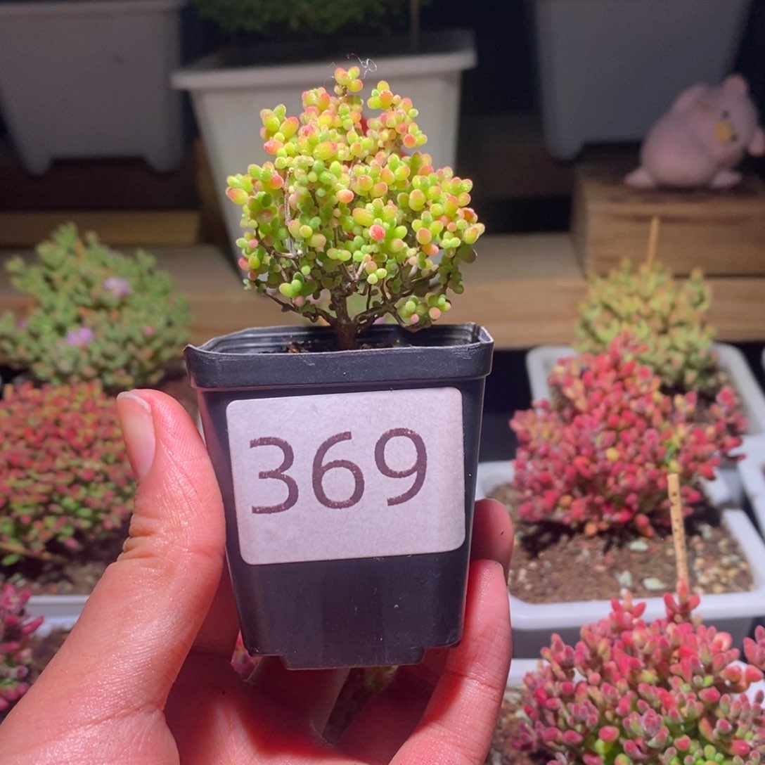 蜜橘带盆土发货一物一拍