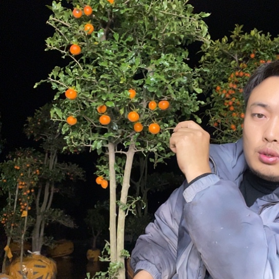 不开花植物金弹子庭院原生品种
