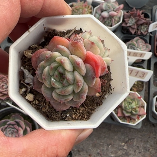 31葡萄珍妮多肉植物多