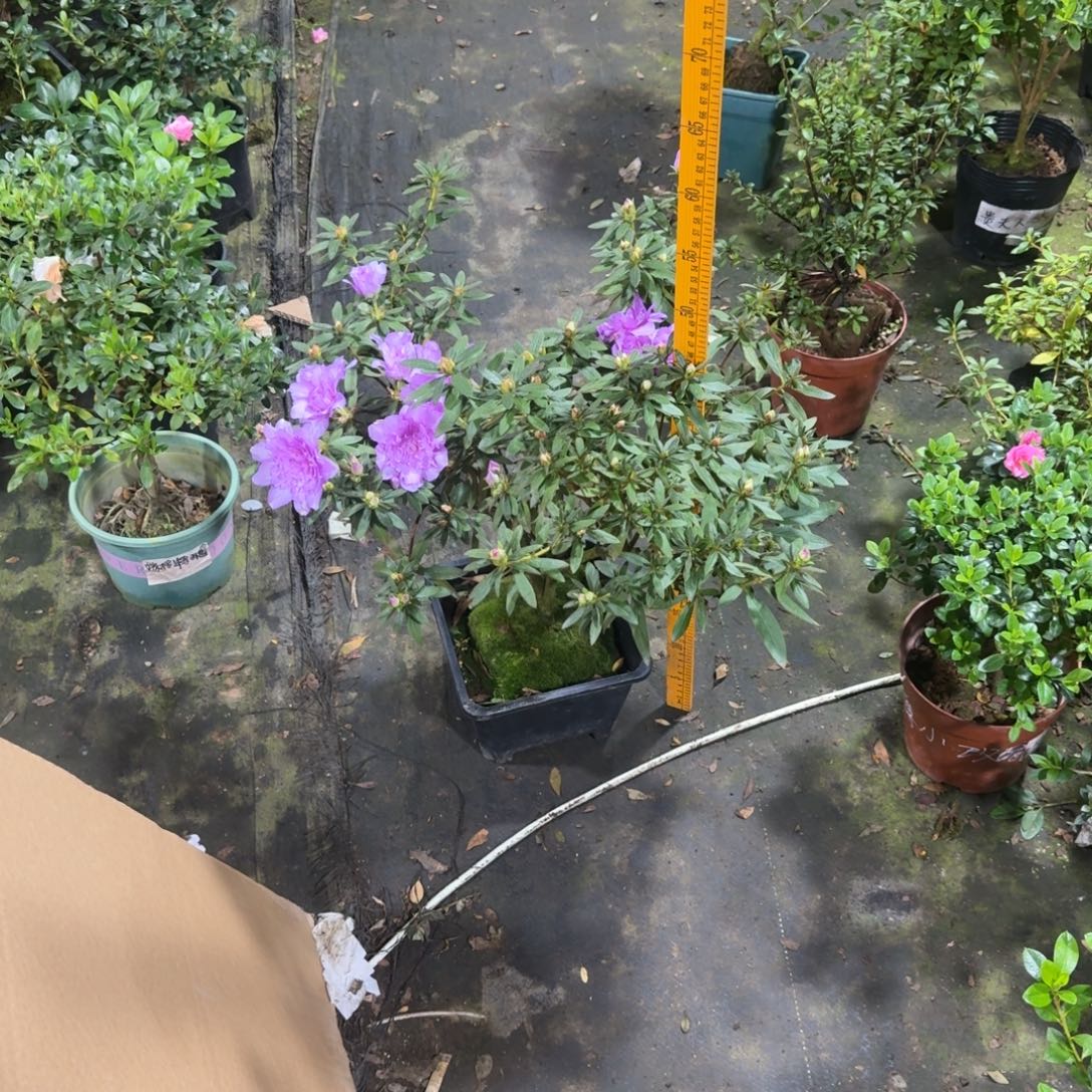 如***工完全开放岸牡丹杜鹃花