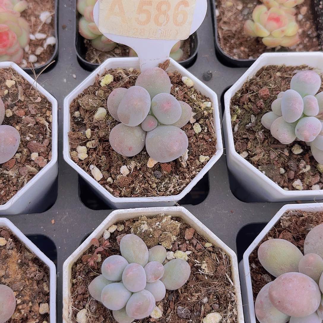 A586Mike奶一物一拍