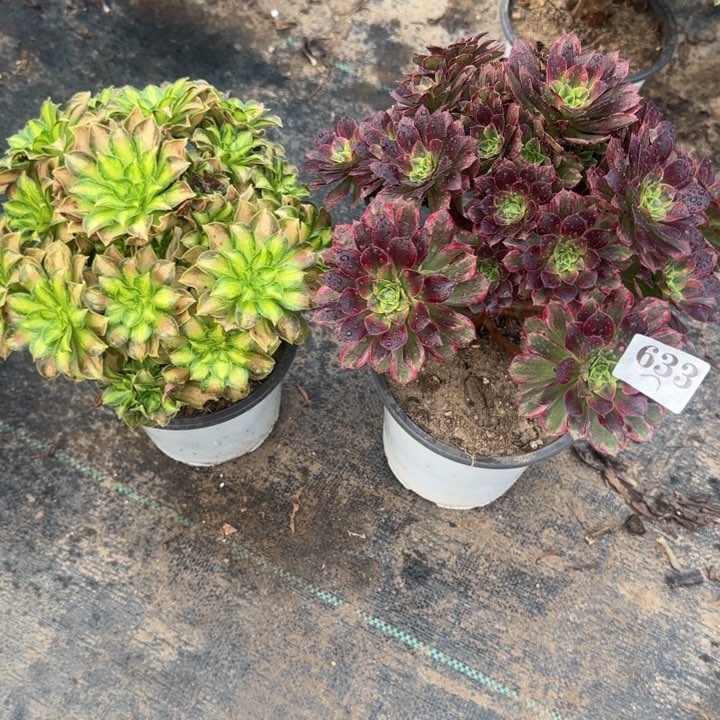 633韶华➕水果糖。        