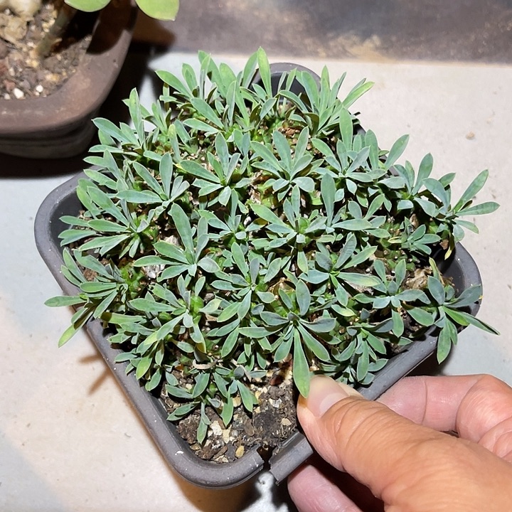 无花朵峨眉山大群一物一拍