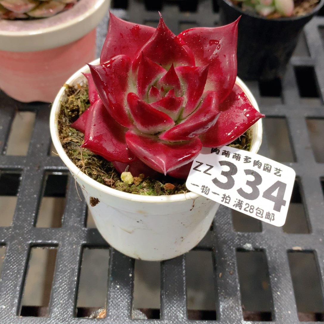 肉萌萌拇指盆精控多肉ZZ334