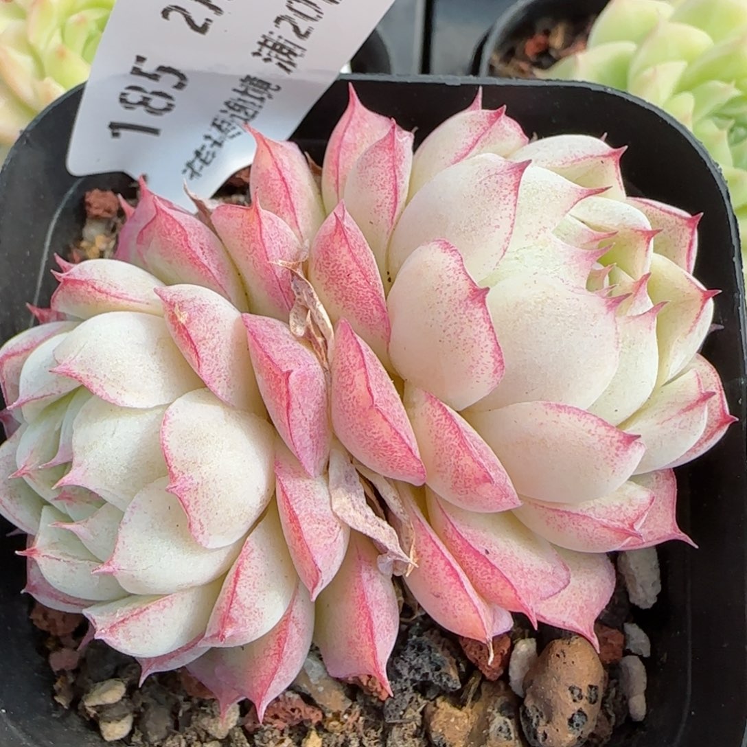 花语逸境0219-185