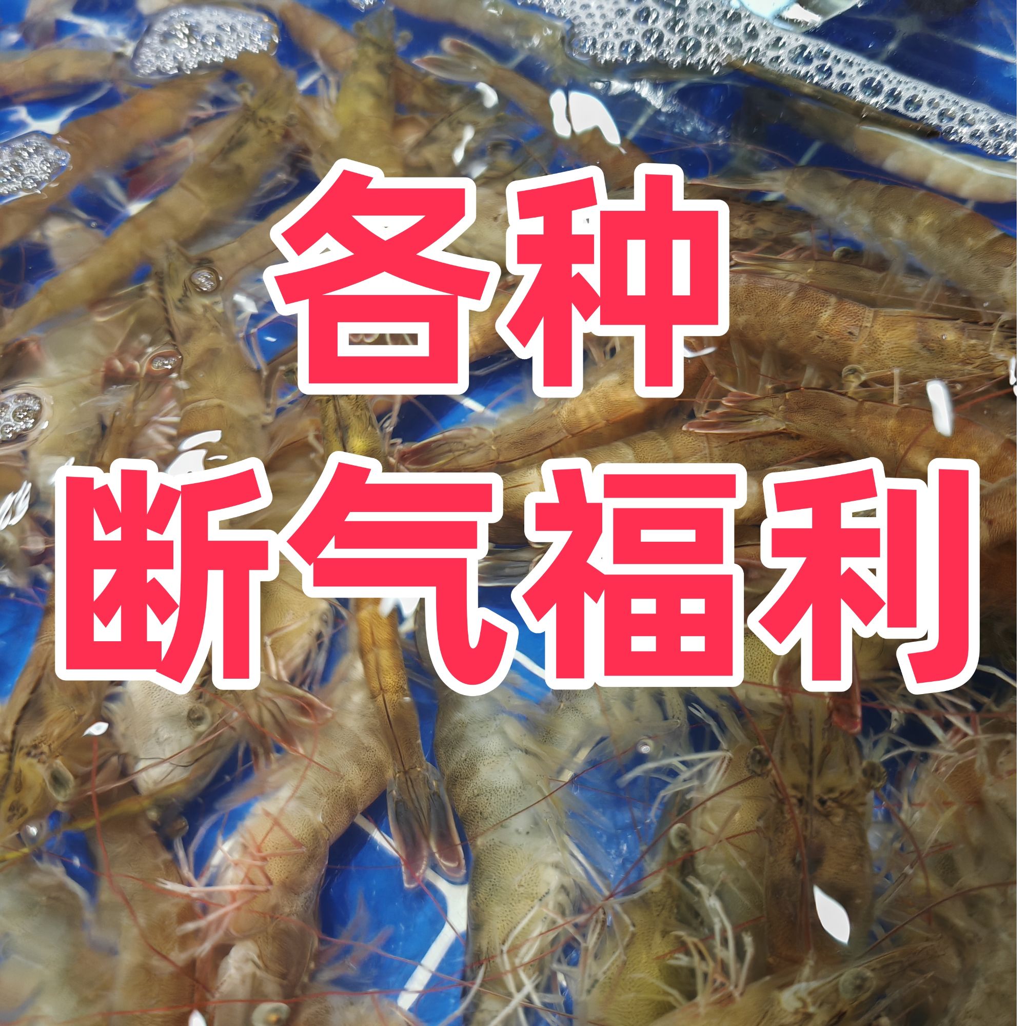 各种断气福利【老笨海鲜】手慢没有500g