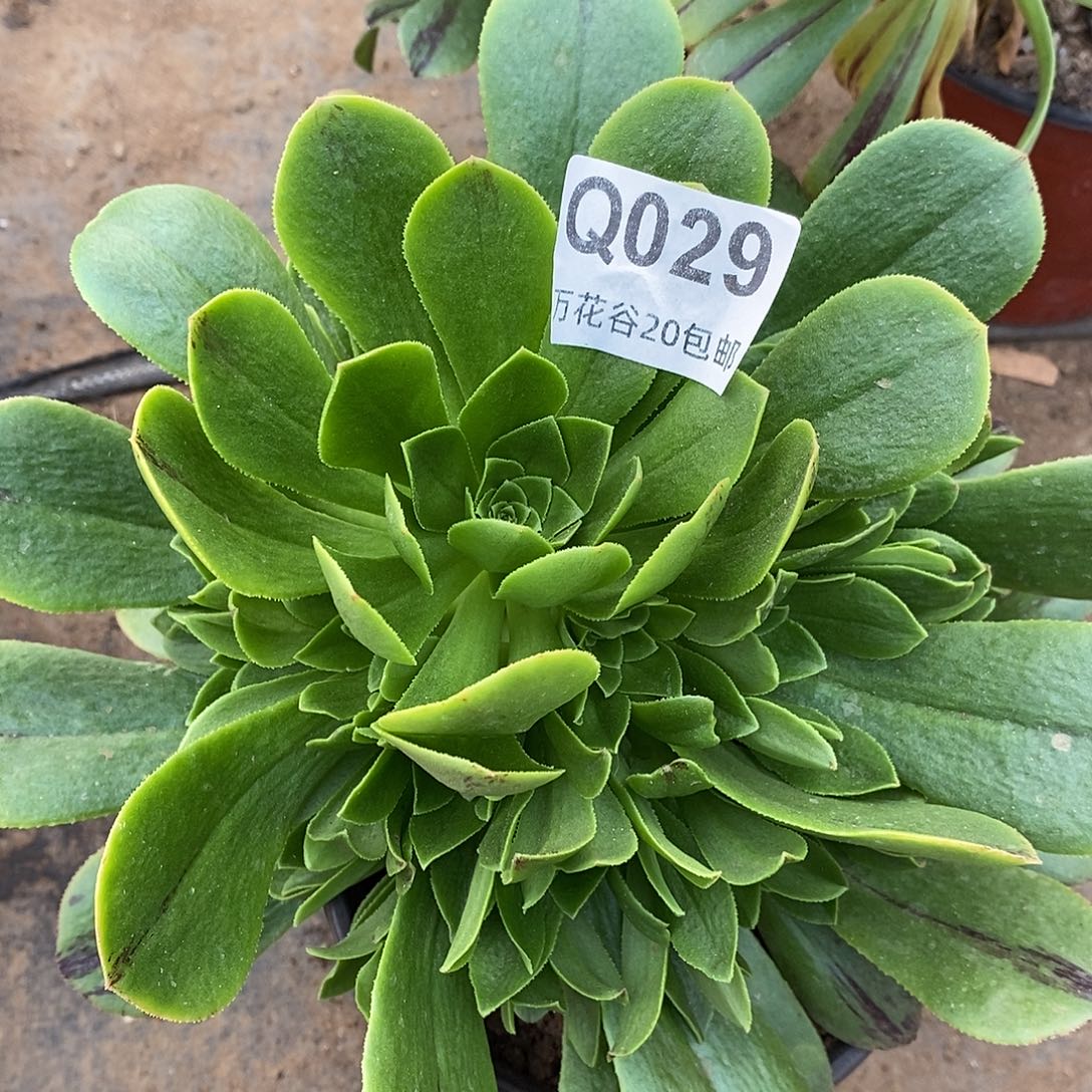 029碧火多肉植物
