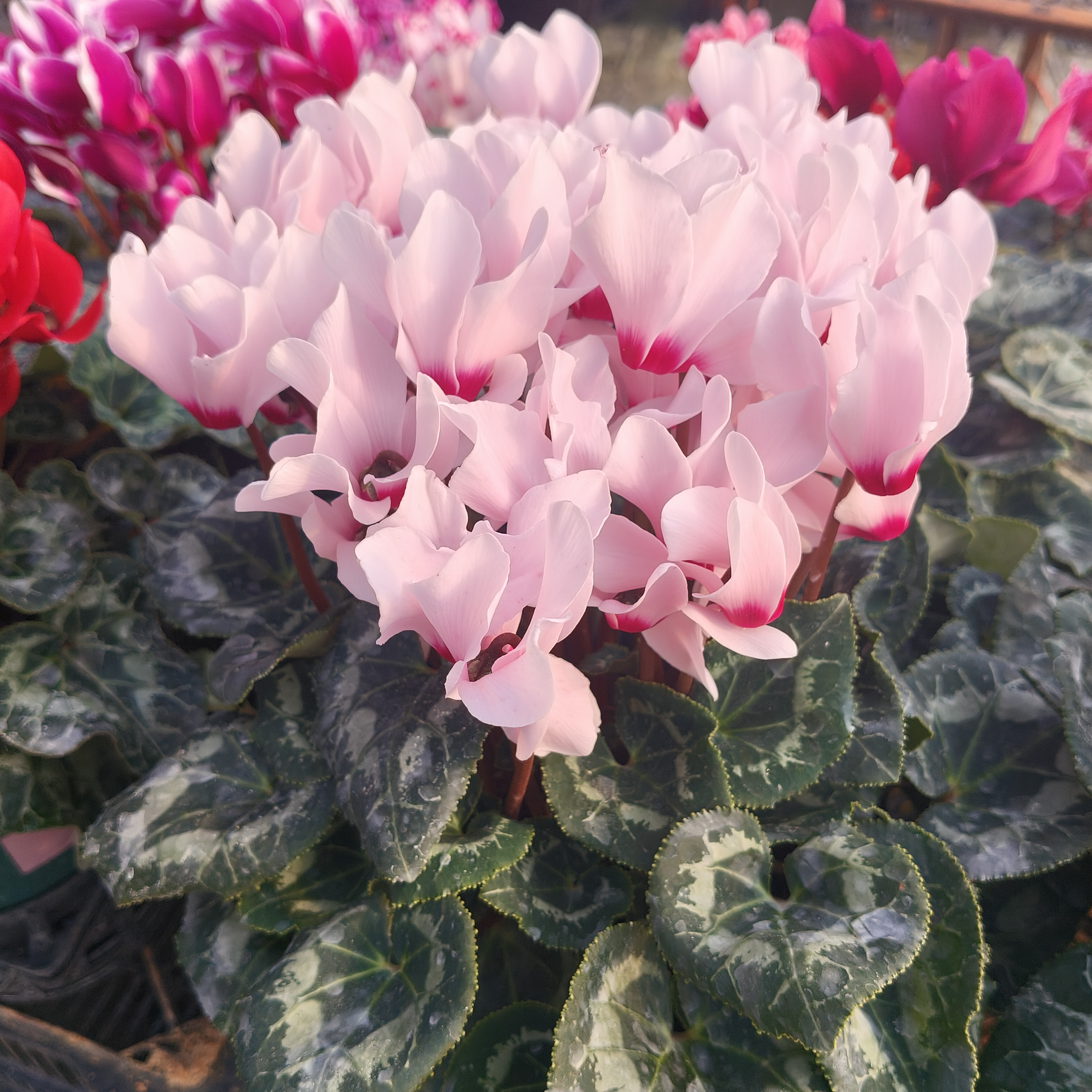 白粉色仙客来，四季开花，花量大颜色亮好养活