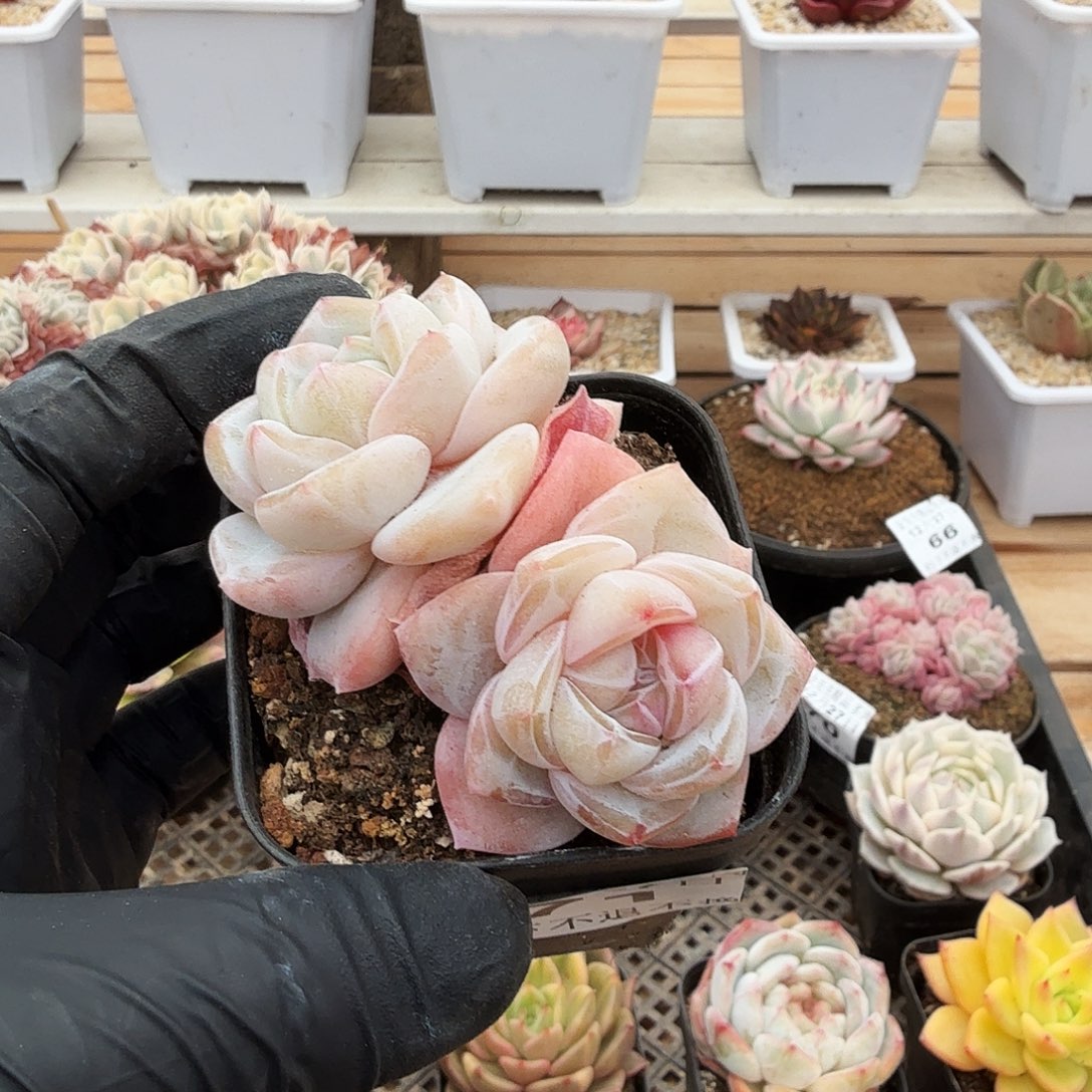 1227-71冰玉杂双头