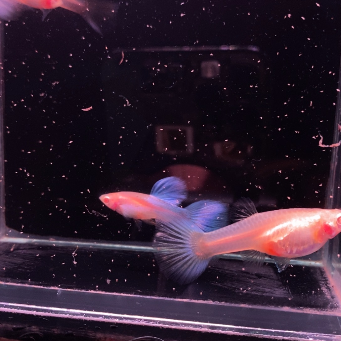 极***暴孔雀鱼极光幻彩两对