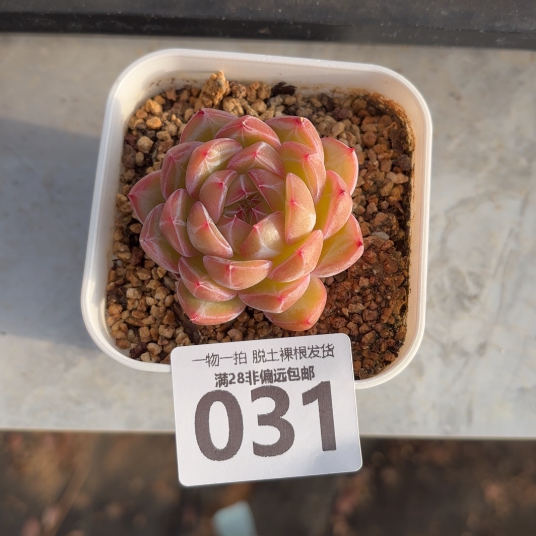 雪花珍妮无盆土发货