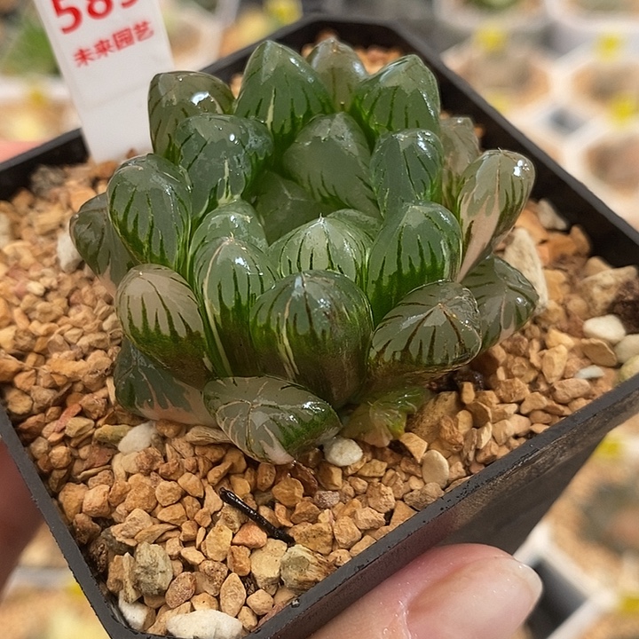589广濑玉露锦一物一拍