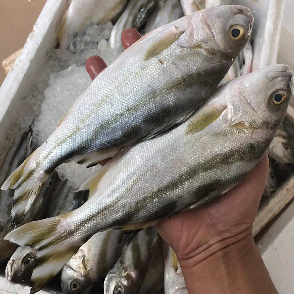 广东汕尾本港野生海捕斑猪鱼