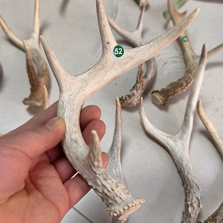 香榧木工艺品鹿角手把件