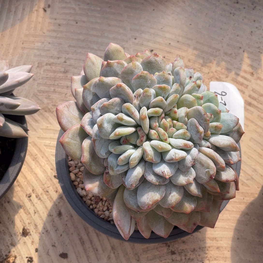 妮***12-12-6静好多肉园艺