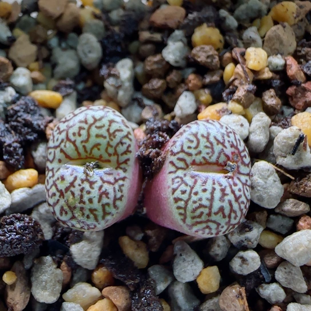 1-13-2-3当天满58包邮日本原株唐草多肉脱土