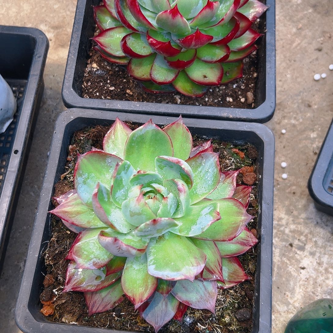 惊红多肉2356790097544333