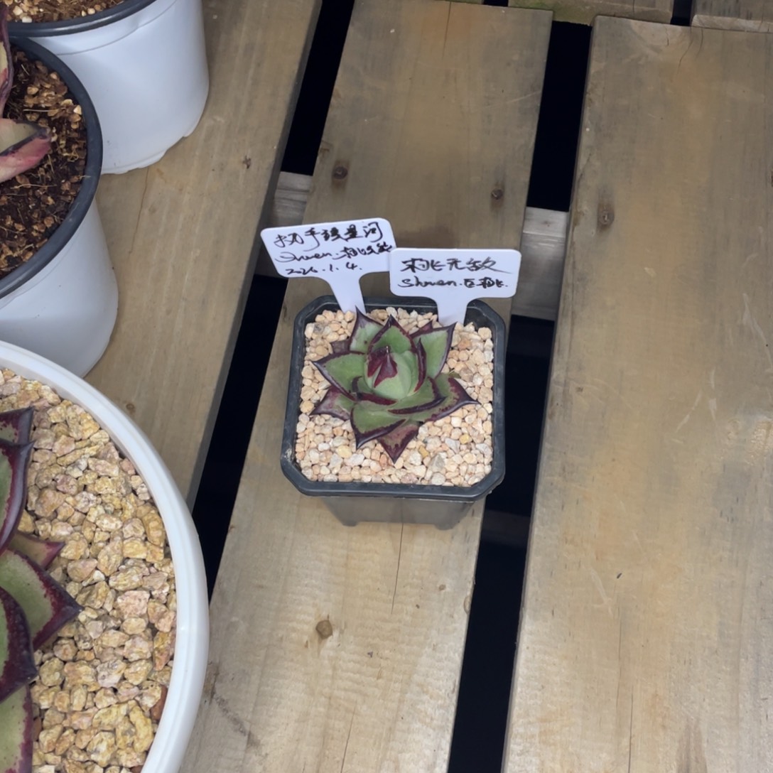 执***河多肉植物，山人园艺