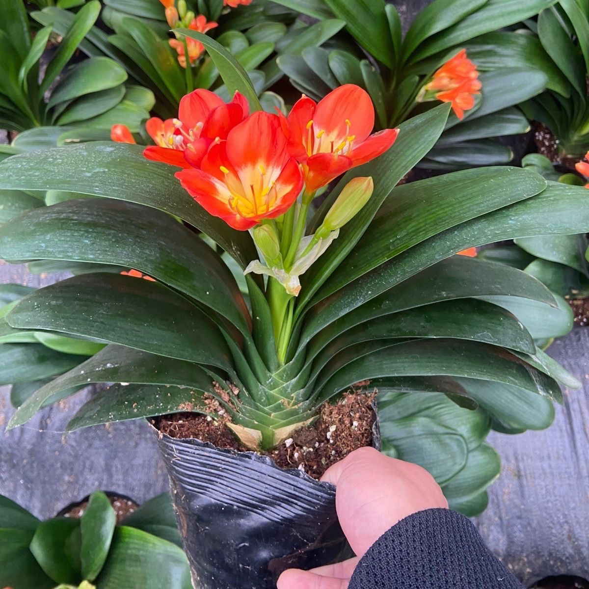 【过年开花】 超短叶圆头和尚矮小型君子兰10个叶片以上 原盆土发货