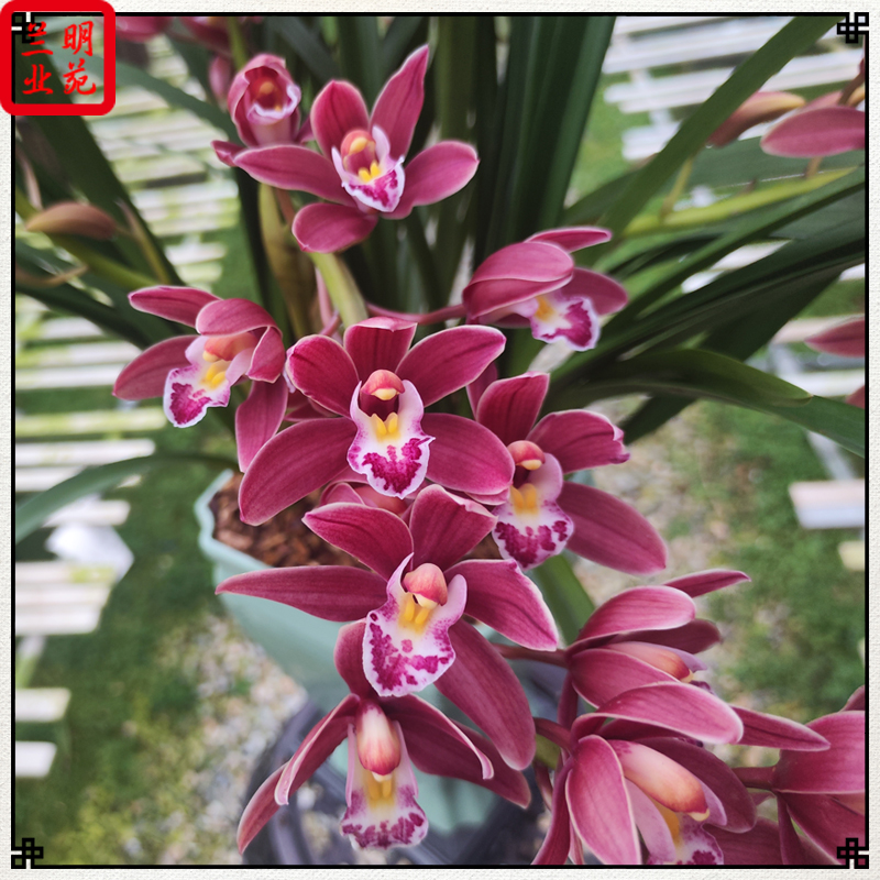 杂交兰红双喜报岁花大红花好养