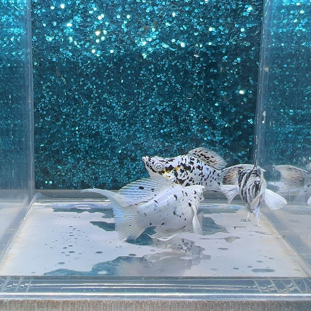 孔雀鱼奶牛玛丽一对+水墨画公一条0028