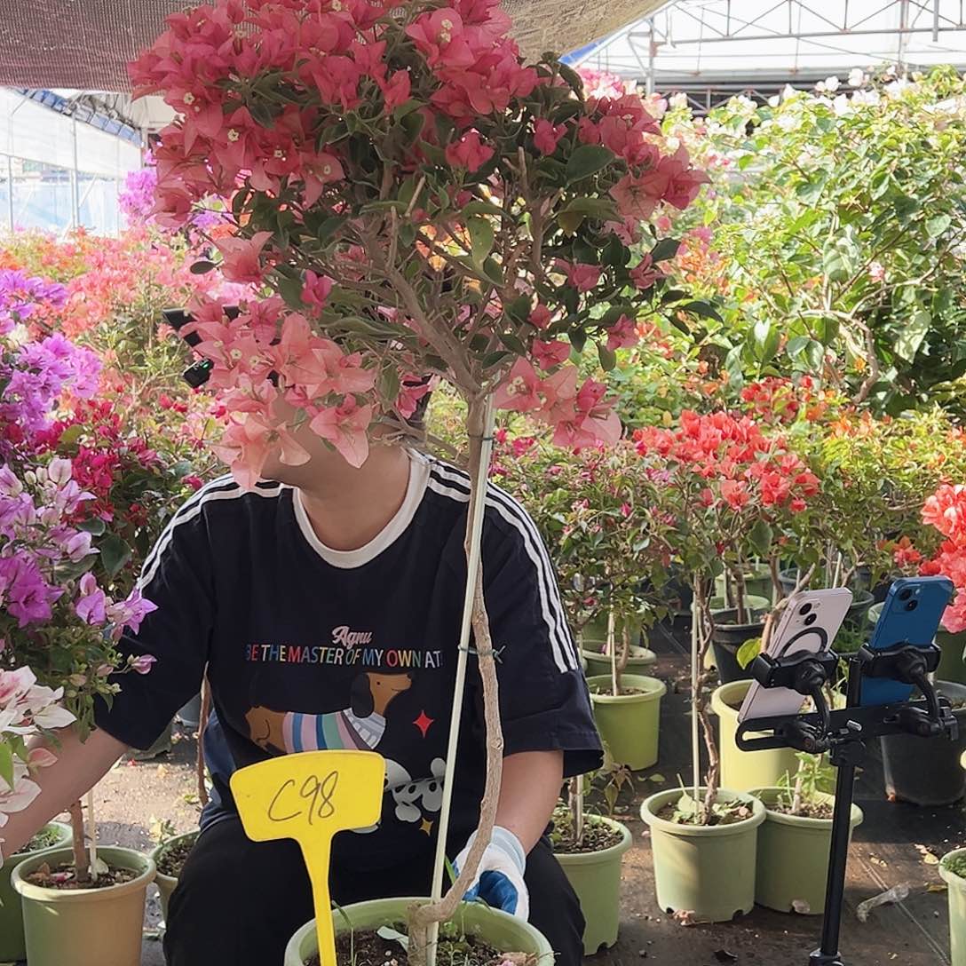 大部分花苞少量开放C98卡亚塔