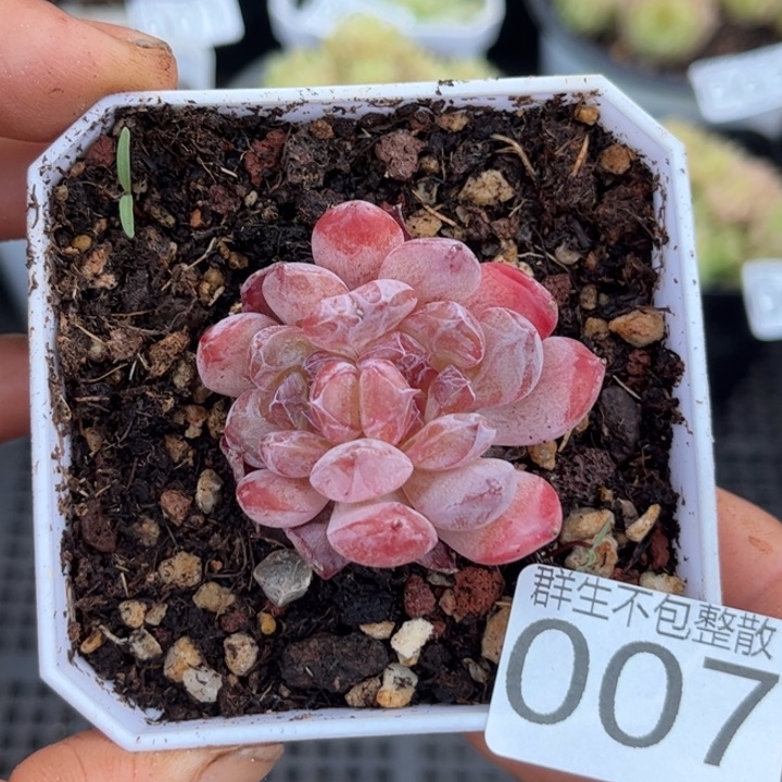 007糖心 珍妮琥珀