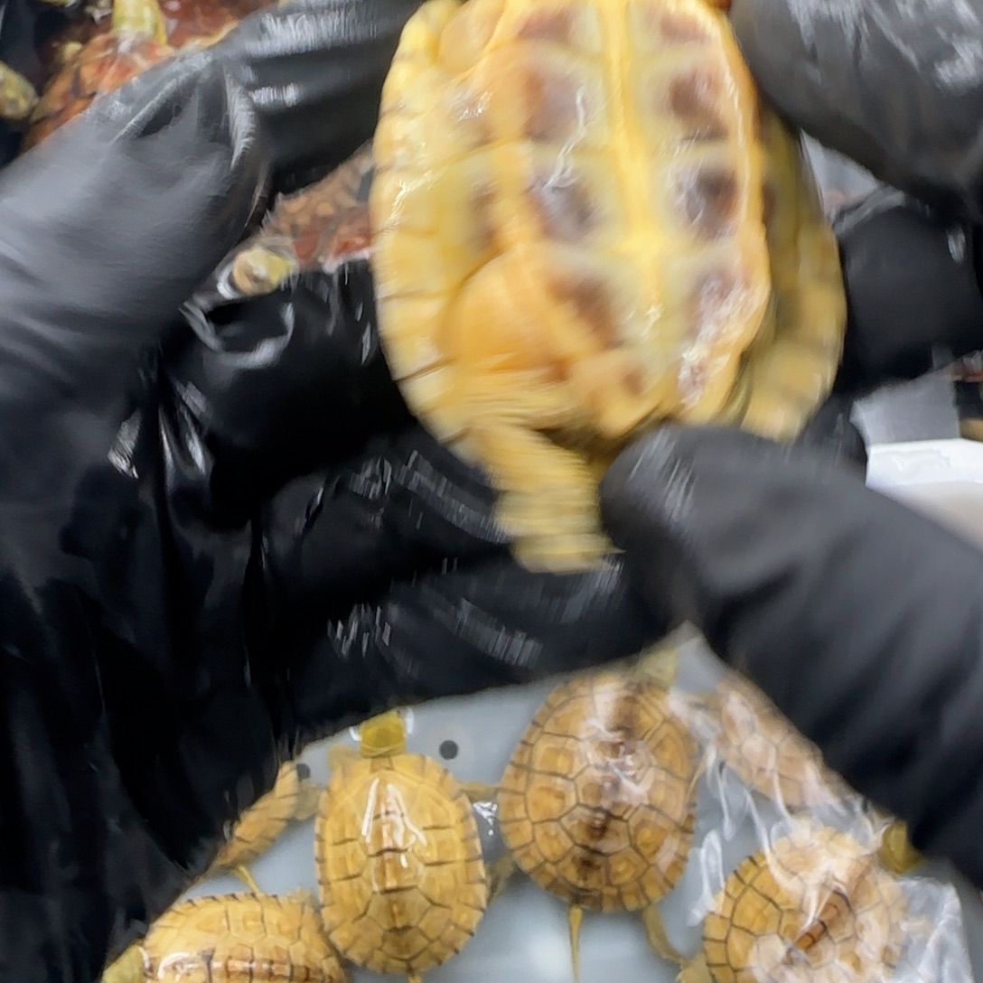 嘉***树不分公母绿毛龟小青龟龟