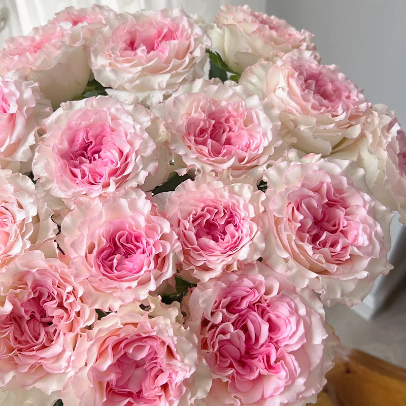 【花之物语】s级洛神单头玫瑰 包邮