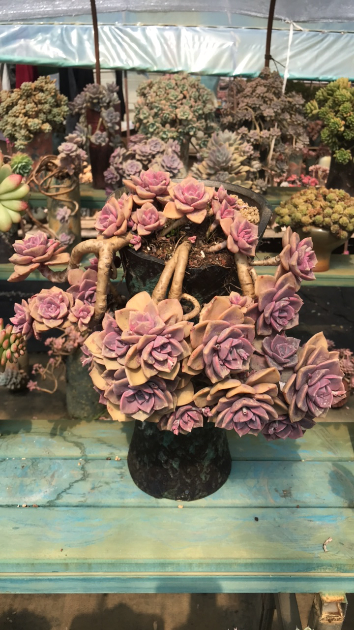 整装无砍老桩彩虹糖