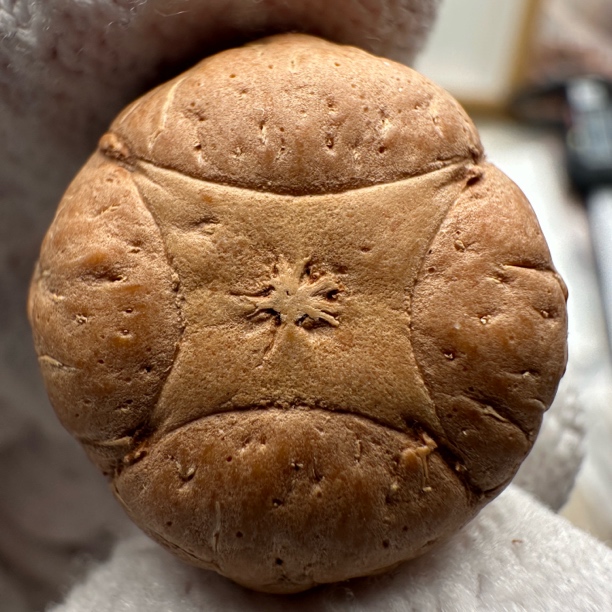 尼泊尔麒麟眼菩提-尺寸23➕sss系列-货号s76