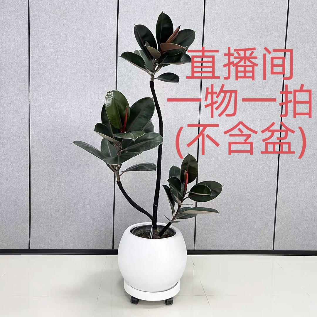 黑金刚橡皮树客厅盆栽造型四季好养阳台办公室植物(不含盆)
