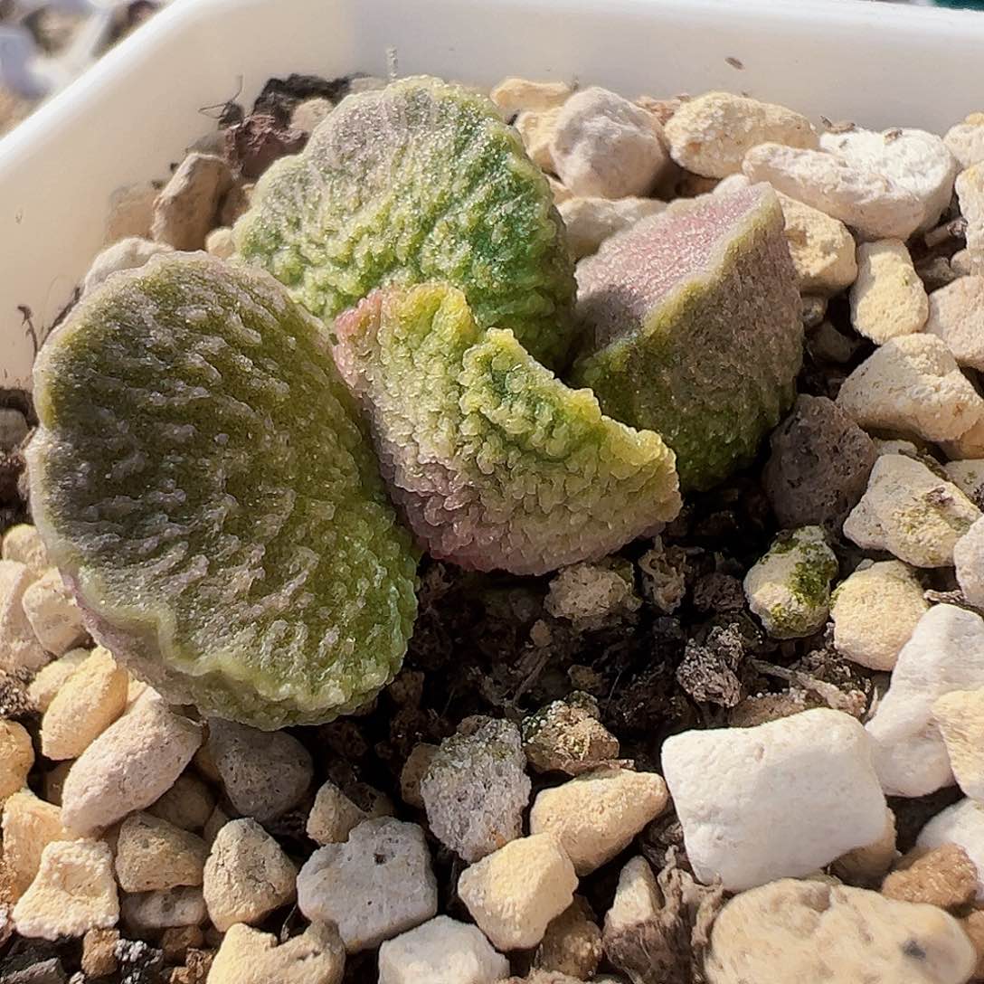 L-121实生水泡，出叶片。