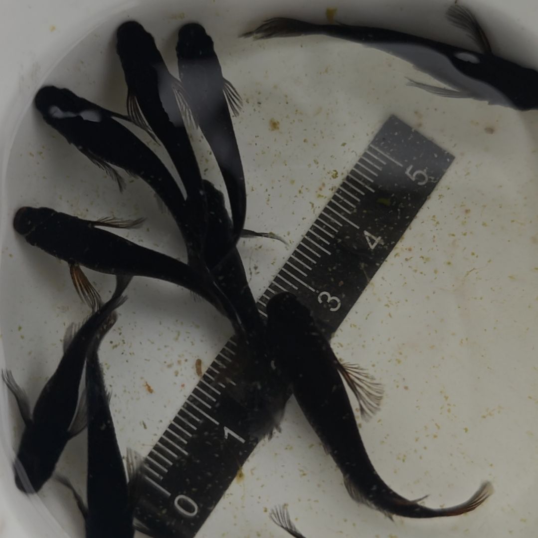 青鳉鱼014黑天幻龙一碗