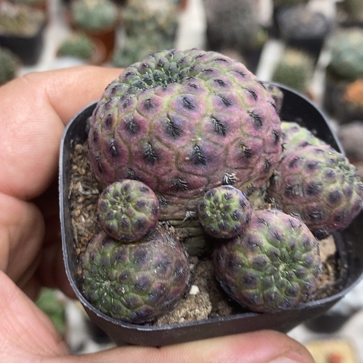 紫丽丸群特价福利