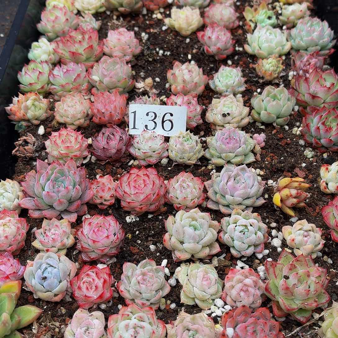 多肉植物多肉植物136