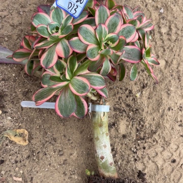 魅金玫瑰锦嫁接有砍13