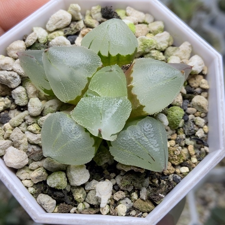 冰玉鸾寿一物一拍