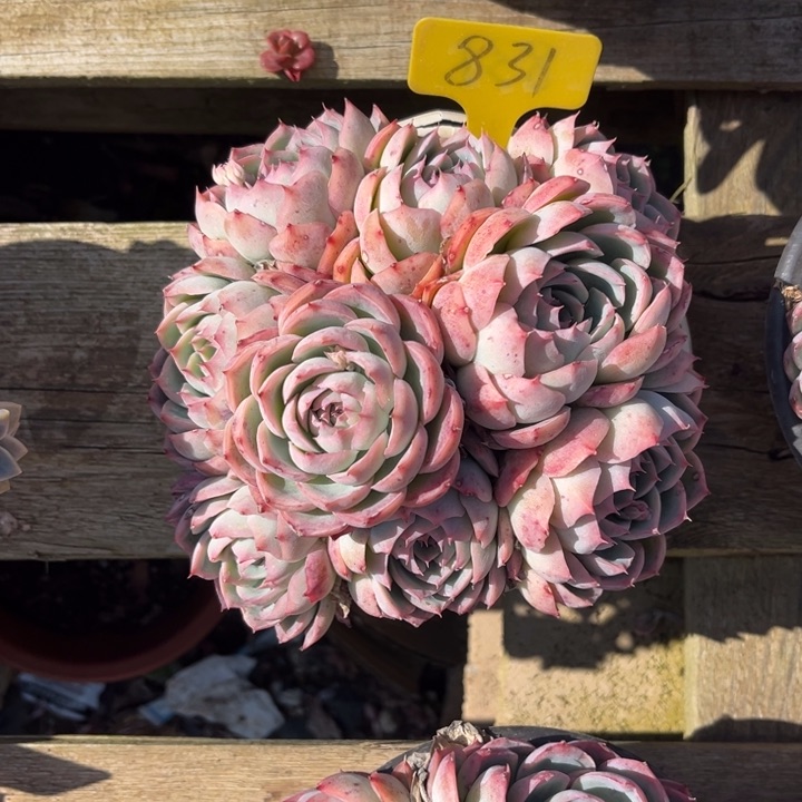 侧影多肉植物831