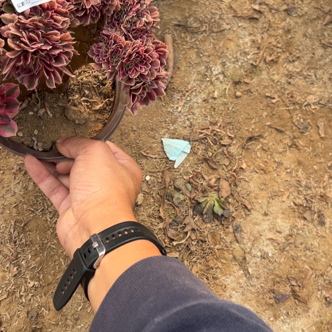 惜***惜254粉女巫缀化多肉植物法师多肉