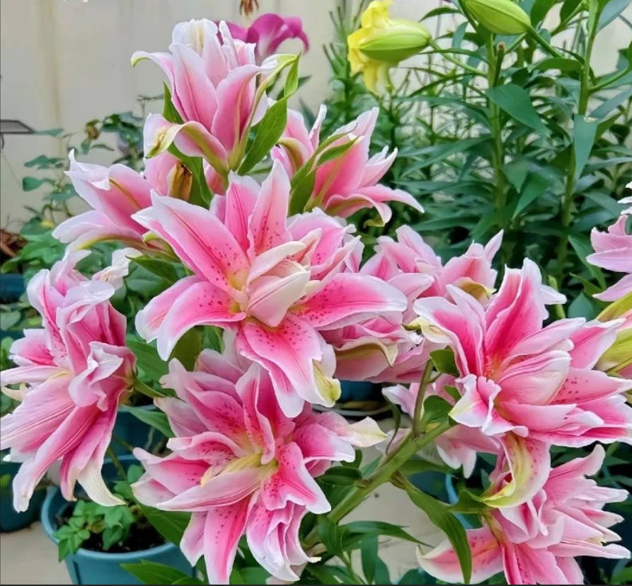 进口香水百合花带芽种球种庭院阳台耐寒室内绿植盆栽浓香型花卉