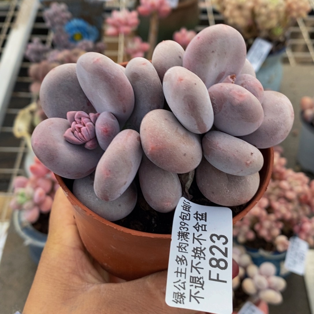 大叶奶酪823/8c m