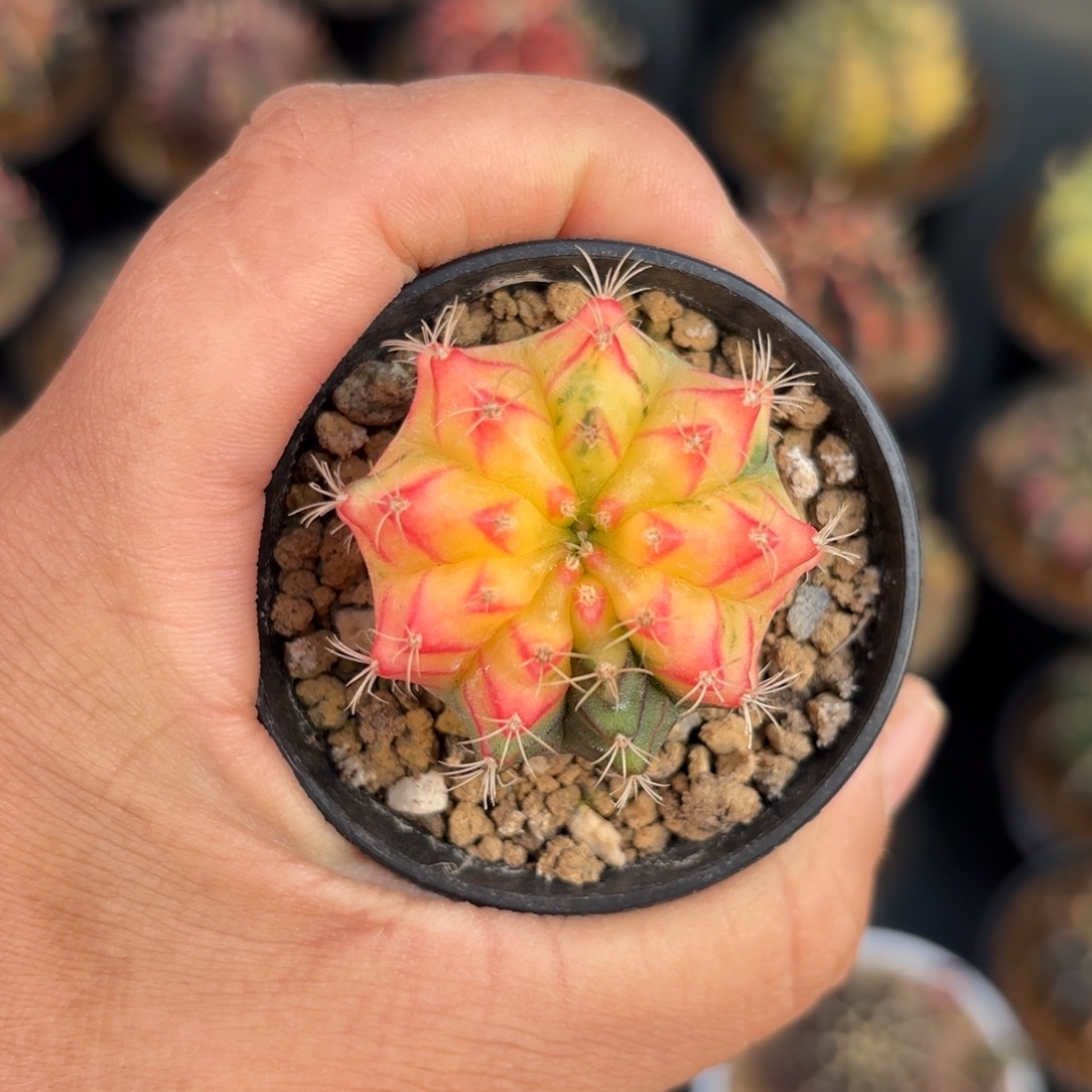 泰系米哈实生仙人球300