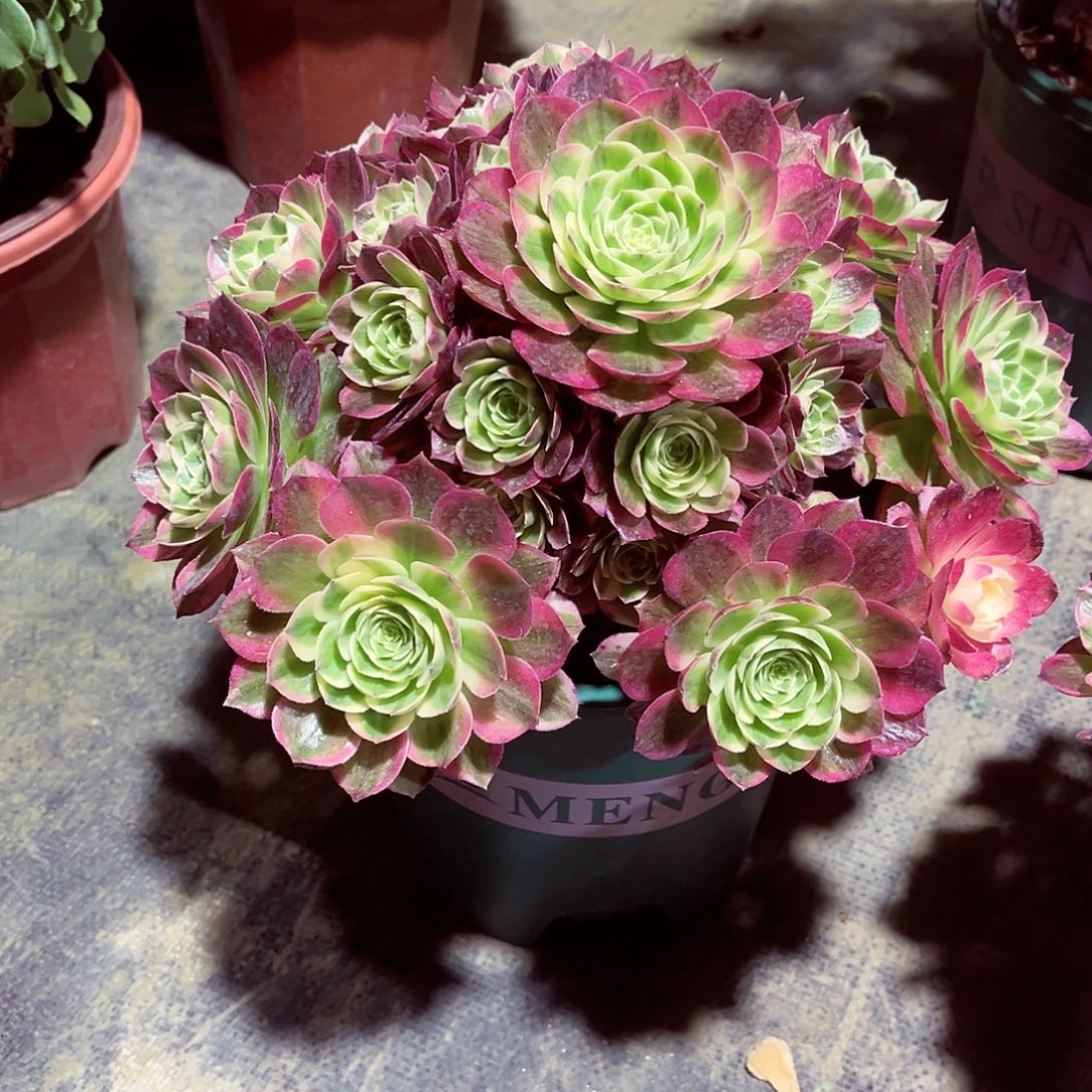 法师多肉漂亮漂亮