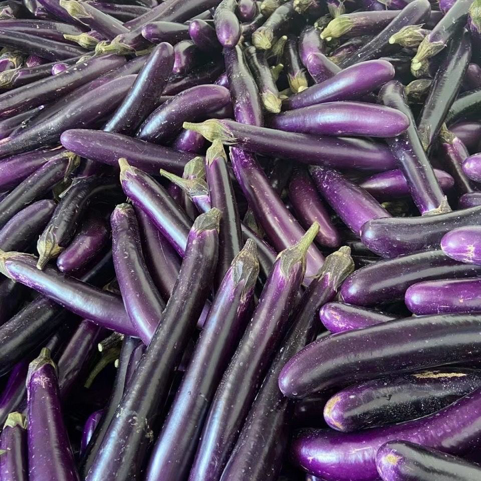 紫阳茄子450-550g