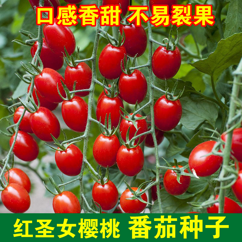 【满5包包邮】千禧圣女果种子小番茄四季西红柿蔬菜种籽苗秧孑盆栽