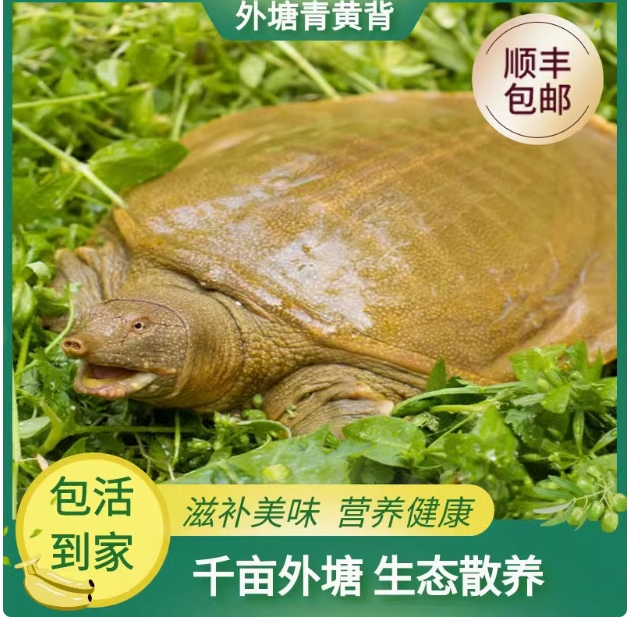 【农户直发】单只4.5-5.0斤公鱼 精品青黄背老甲鱼顺丰包邮