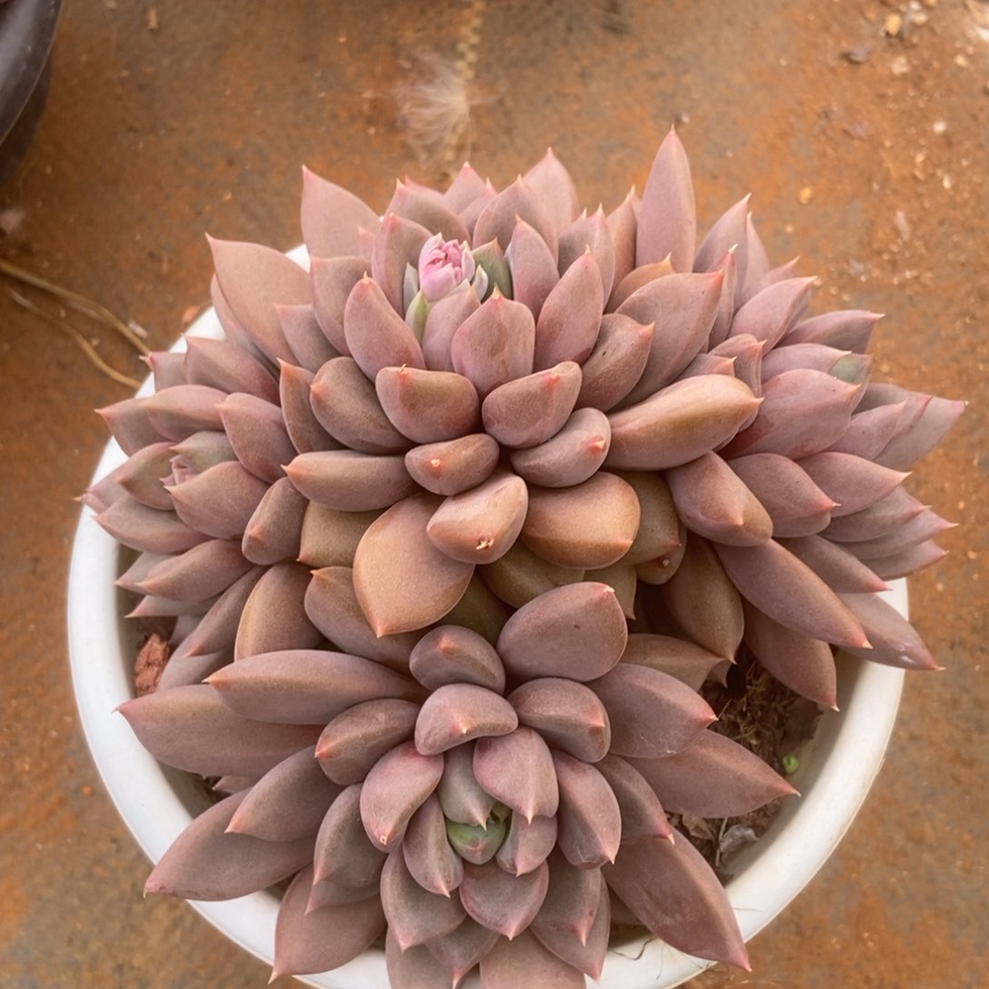 红象牙多肉多肉多肉