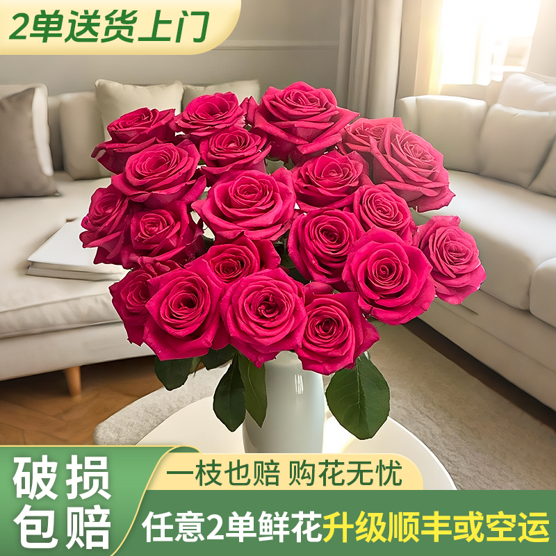 【源头优选老六】弗洛伊德单头玫瑰/元旦预热 任意两单鲜花升级快递