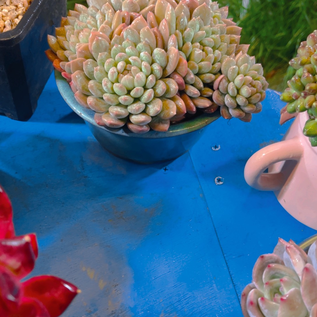 ˖***এ多肉植物保护研究所所长